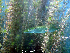 brochet shooté dans une gravière. by André Bruchez 
